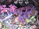 Aquarium 006.JPG