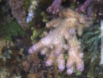 Aquarium 007.JPG