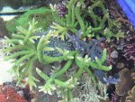 Aquarium 013.JPG