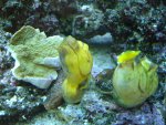DSC00096.JPG