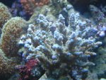 DSC00065.JPG