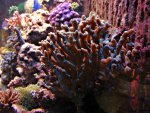 DSC01238.JPG
