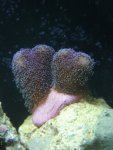 paarse-stylophora.jpg