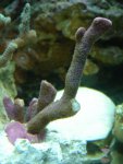 Paarse-montipora.jpg
