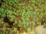 groene-druif-closeup.jpg