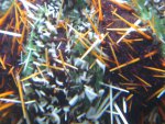 Closeup-tripneustes-gratill.jpg