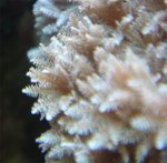 closeup-pompende-xenia.jpg