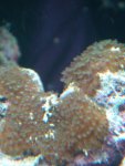closeup-onbekende-bruine-le.jpg