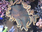 Aquarium 003.JPG