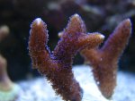 IMG_5528.JPG