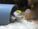 Aquarium 007.JPG