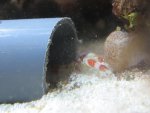 Aquarium 011.JPG