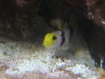 Aquarium 019.JPG