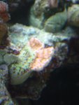 roze-montiplaat.jpg