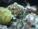sterpoliep-buttons-caulastr.jpg