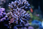 acro7.6.08.JPG