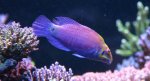 ocellatus7.6.08.JPG