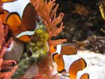 Nemo 2.JPG