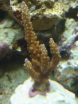 Tri-color-acro.jpg