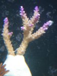 acropora.jpg