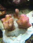 roze-poccilopora.jpg
