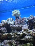 DSC00734a.jpg