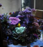 IMG_0235.JPG