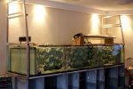 aquarium 028 [].JPG