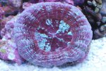 Acanthastrea Maxima 1.jpg