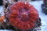 Acanthastrea Maxima 2.jpg