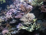 Aquarium 036.JPG