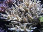 Aquarium 038.JPG