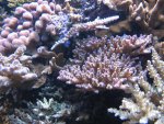 Aquarium 039.JPG