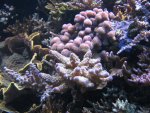 Aquarium 040.JPG