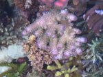 Aquarium 041.JPG