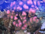 Aquarium 042.JPG
