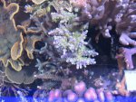 Aquarium 043.JPG