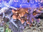 Aquarium 044.JPG