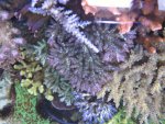 Aquarium 045.JPG