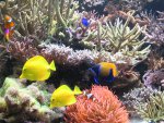 Aquarium 001.JPG