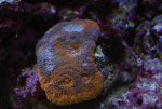 Acan 22-9-8.jpg