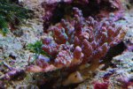 Acro 22-9-8.jpg