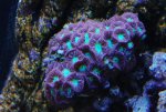 Blasto 22-9-8.jpg
