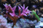 Hystrix 22-9-8.jpg