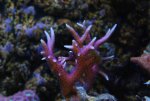 Paarse Hystrix 22-9-8.jpg