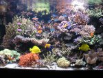 anthias 004.JPG