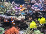 anthias 006.JPG