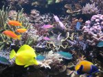 anthias 014.JPG