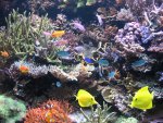 anthias 018.JPG
