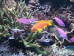 anthias 022.JPG